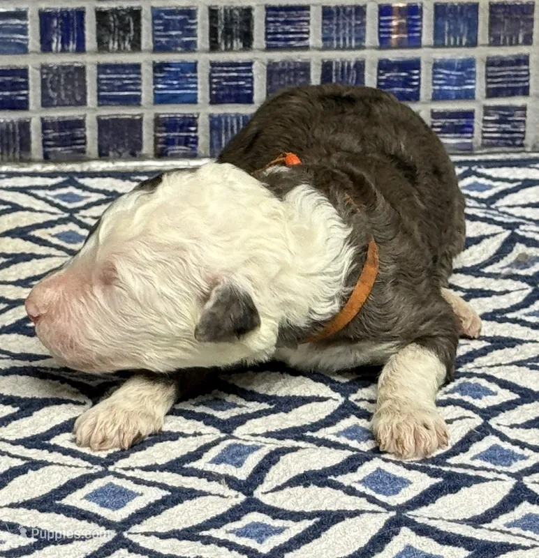 Wells – Poodle - Multi-Colored Standard puppy for sale in Chesapeake, VA