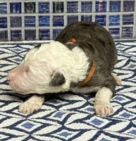 Wells, a male Poodle - Multi-Colored Standard for sale in Chesapeake, VA – Photo 1 of 2