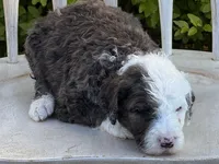 Wells, a male Poodle - Multi-Colored Standard and Sheepadoodle for sale in Chesapeake, VA – 1 of 4
