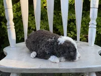 Wells, a male Poodle - Multi-Colored Standard and Sheepadoodle for sale in Chesapeake, VA – 2 of 4