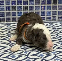 Wells, a male Poodle - Multi-Colored Standard for sale in Chesapeake, VA – Photo 2 of 2