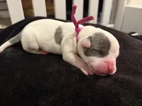 Lily, a female American Bully for sale in Rio Rancho, NM – 1 of 1