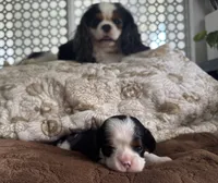 Prince William , a male Cavalier King Charles Spaniel for sale in Seymour, TN – 2 of 8
