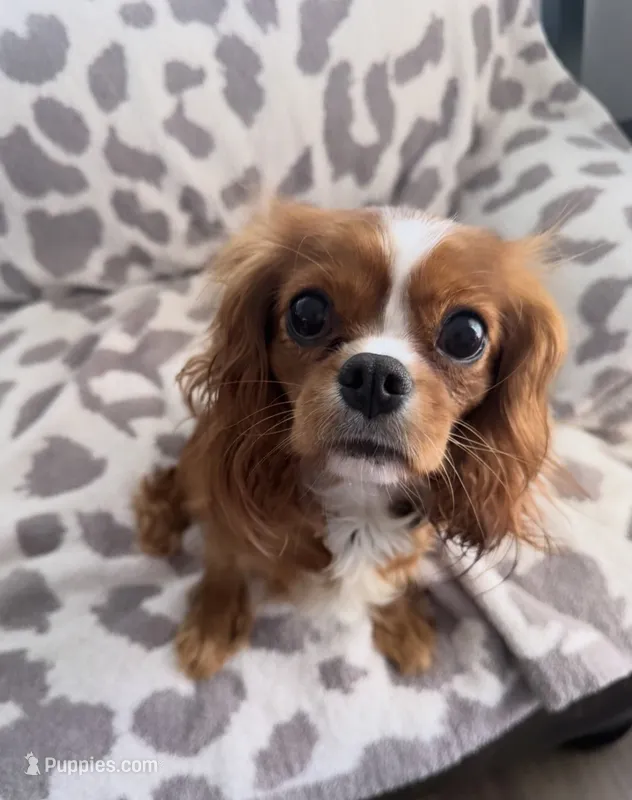 Ivy, Full AKC – Cavalier King Charles Spaniel puppy for sale in Seymour, TN