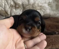 Prince George , a male Cavalier King Charles Spaniel for sale in Seymour, TN – 3 of 7