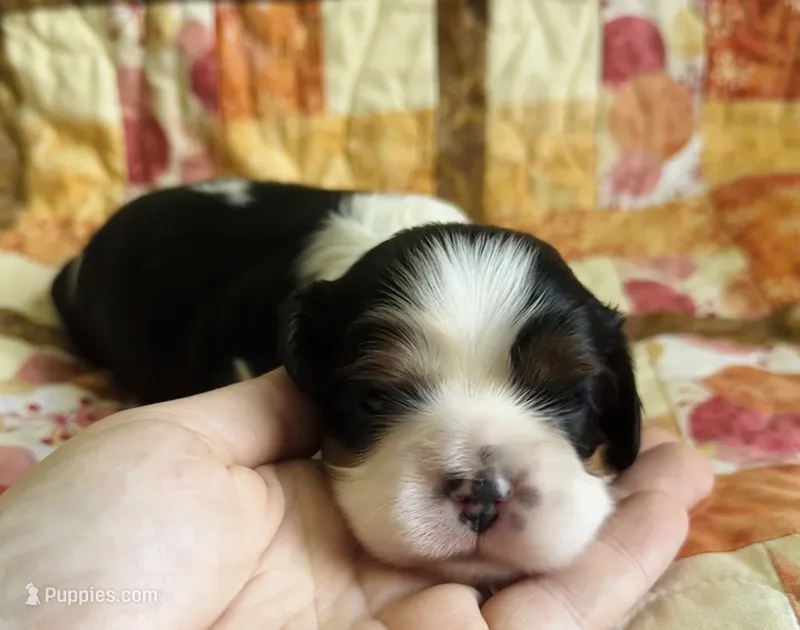 AKC “Aspen” OFA tested parents  – Cavalier King Charles Spaniel puppy for sale in Seymour, TN