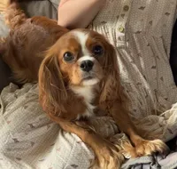 Ivy , a female Cavalier King Charles Spaniel for sale in Seymour, TN – 2 of 3