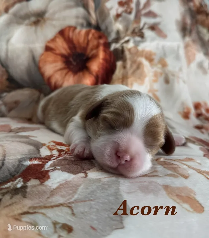 AKC “Acorn” OFA tested parents  – Cavalier King Charles Spaniel puppy for sale in Seymour, TN