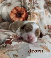 AKC “Acorn” OFA tested parents , a male Cavalier King Charles Spaniel for sale in Seymour, TN – 1 of 5