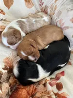 AKC “Maple” OFA Tested Parents , a female Cavalier King Charles Spaniel for sale in Seymour, TN – 4 of 7