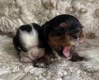 Prince George , a male Cavalier King Charles Spaniel for sale in Seymour, TN – 4 of 7