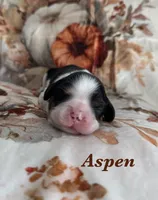 AKC “Aspen” OFA tested , a male Cavalier King Charles Spaniel for sale in Seymour, TN – 1 of 5