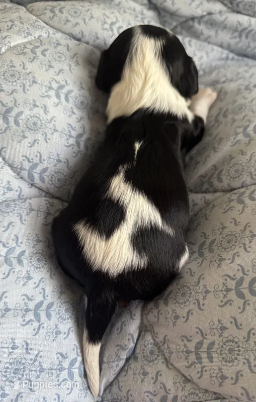 AKC Prince William  – Cavalier King Charles Spaniel puppy for sale in Seymour, TN