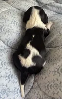 Prince William , a male Cavalier King Charles Spaniel for sale in Seymour, TN – 4 of 8
