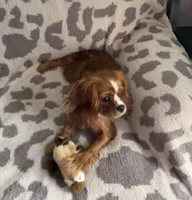 Ivy, Full AKC, a female Cavalier King Charles Spaniel for sale in Seymour, TN – 1 of 6