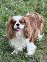 AKC “Maple” OFA Tested Parents , a female Cavalier King Charles Spaniel for sale in Seymour, TN – 6 of 7