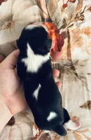 AKC “Aspen” OFA tested , a male Cavalier King Charles Spaniel for sale in Seymour, TN – 2 of 5