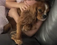 Ivy , a female Cavalier King Charles Spaniel for sale in Seymour, TN – 1 of 3