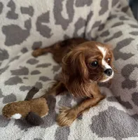 Ivy, Full AKC, a female Cavalier King Charles Spaniel for sale in Seymour, TN – 6 of 6