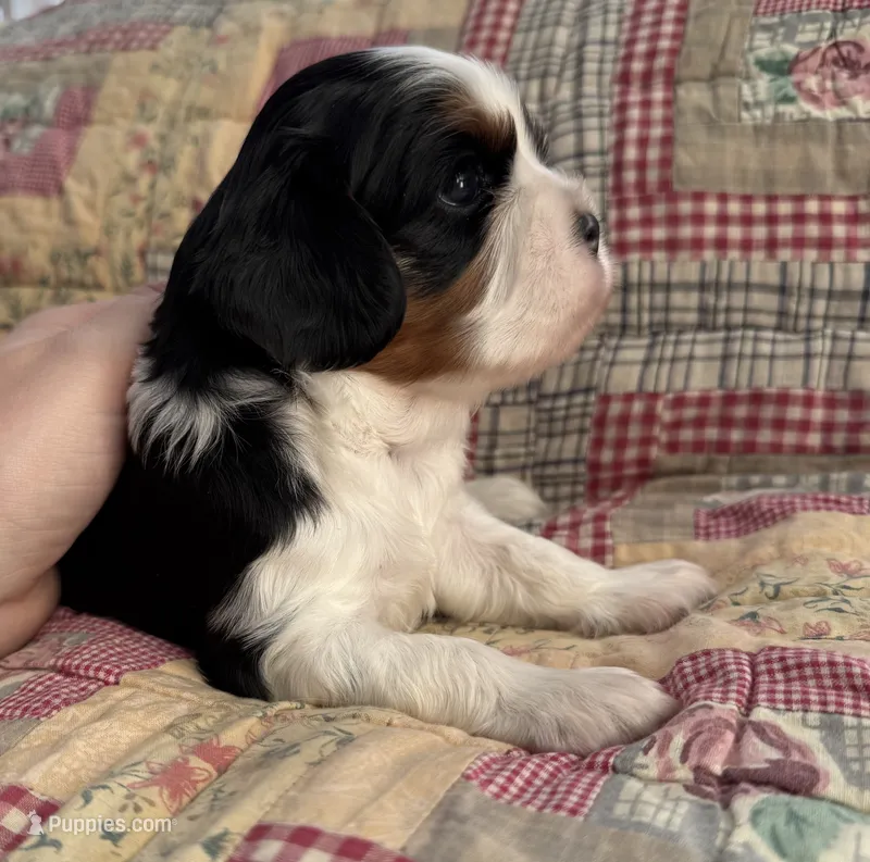 AKC “Aspen” OFA tested parents  – Cavalier King Charles Spaniel puppy for sale in Seymour, TN