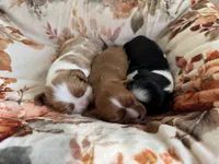 AKC “Maple” OFA Tested Parents , a female Cavalier King Charles Spaniel for sale in Seymour, TN – 3 of 7