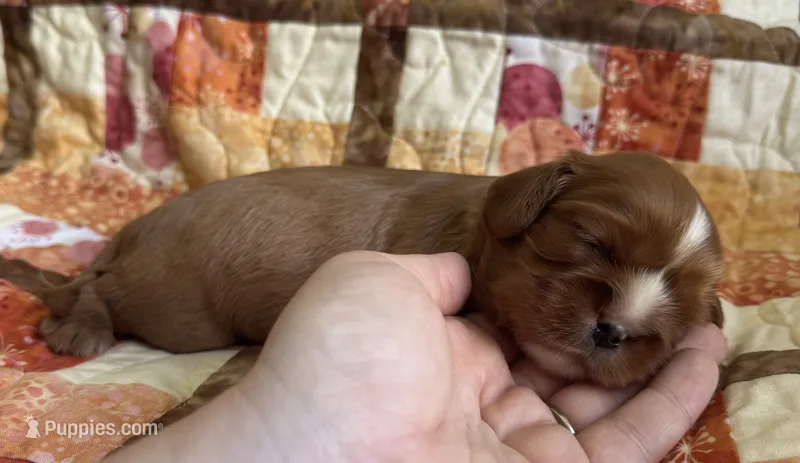 AKC “Maple” OFA Tested Parents  – Cavalier King Charles Spaniel puppy for sale in Seymour, TN
