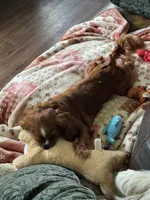 Ivy, Full AKC, a female Cavalier King Charles Spaniel for sale in Seymour, TN – 4 of 6