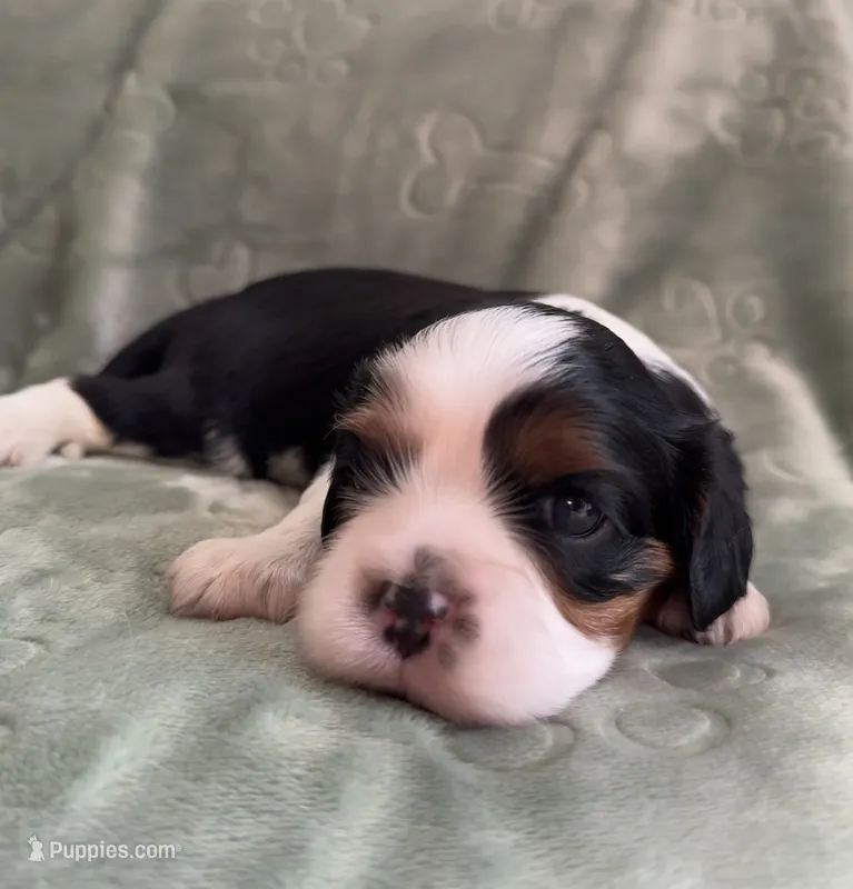 AKC “Aspen” OFA tested parents  – Cavalier King Charles Spaniel puppy for sale in Seymour, TN