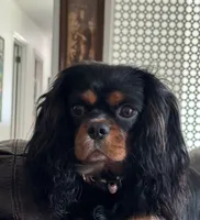 AKC “Acorn” OFA tested parents , a male Cavalier King Charles Spaniel for sale in Seymour, TN – 5 of 5