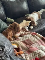 Ivy, Full AKC, a female Cavalier King Charles Spaniel for sale in Seymour, TN – 5 of 6