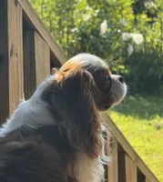 AKC “Aspen” OFA tested parents , a male Cavalier King Charles Spaniel for sale in Seymour, TN – 3 of 5