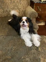 Prince William , a male Cavalier King Charles Spaniel for sale in Seymour, TN – 7 of 8
