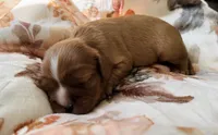 AKC “Maple” OFA Tested Parents , a female Cavalier King Charles Spaniel for sale in Seymour, TN – 2 of 7