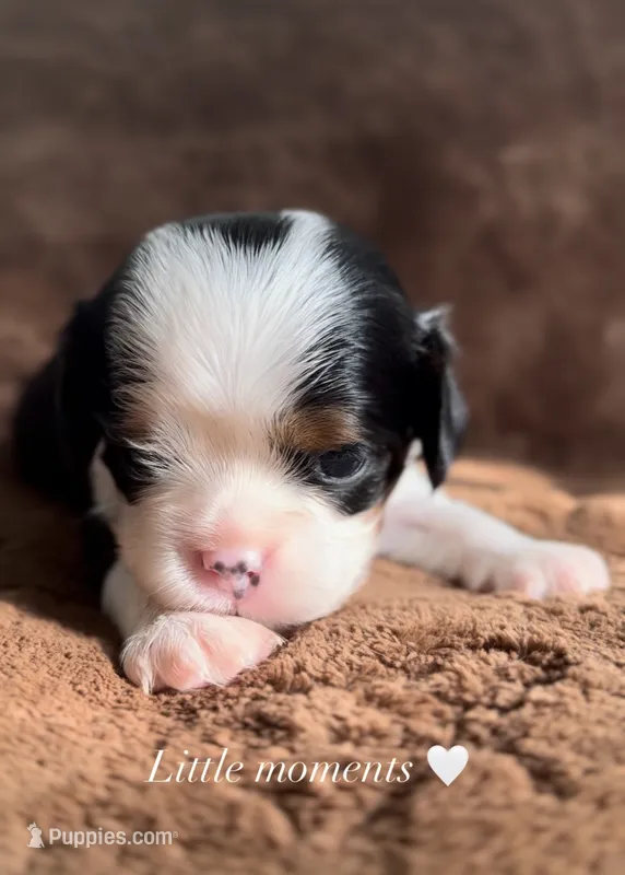 AKC Prince William  – Cavalier King Charles Spaniel puppy for sale in Seymour, TN
