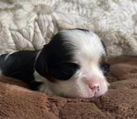 Prince William , a male Cavalier King Charles Spaniel for sale in Seymour, TN – 3 of 8