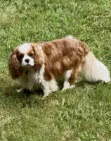 AKC “Aspen” OFA tested , a male Cavalier King Charles Spaniel for sale in Seymour, TN – 3 of 5