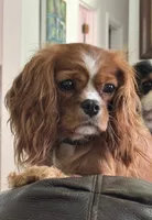 Prince George , a male Cavalier King Charles Spaniel for sale in Seymour, TN – 7 of 7