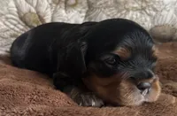Prince George , a male Cavalier King Charles Spaniel for sale in Seymour, TN – 2 of 7