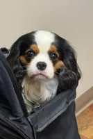 Prince George , a male Cavalier King Charles Spaniel for sale in Seymour, TN – 5 of 7