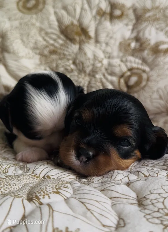 Prince George  – Cavalier King Charles Spaniel puppy for sale in Seymour, TN
