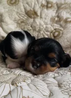 Prince George , a male Cavalier King Charles Spaniel for sale in Seymour, TN – 1 of 7