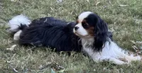 Prince William , a male Cavalier King Charles Spaniel for sale in Seymour, TN – 6 of 8