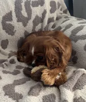 Ivy, Full AKC, a female Cavalier King Charles Spaniel for sale in Seymour, TN – 3 of 6
