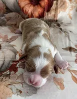 AKC “Acorn” OFA tested parents , a male Cavalier King Charles Spaniel for sale in Seymour, TN – 2 of 5
