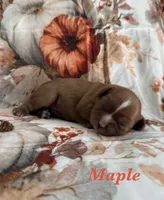 AKC “Maple” OFA Tested Parents , a female Cavalier King Charles Spaniel for sale in Seymour, TN – 1 of 7