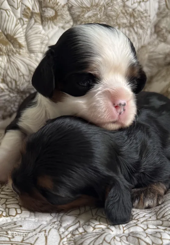 Prince William  – Cavalier King Charles Spaniel puppy for sale in Seymour, TN