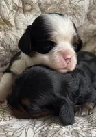 Prince William , a male Cavalier King Charles Spaniel for sale in Seymour, TN – 1 of 8