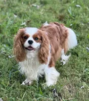 AKC “Aspen” OFA tested , a male Cavalier King Charles Spaniel for sale in Seymour, TN – 4 of 5