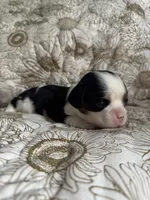 Prince William , a male Cavalier King Charles Spaniel for sale in Seymour, TN – 5 of 8