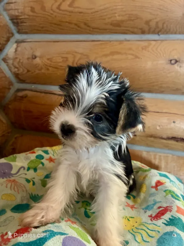 Superstar  – Yorkshire Terrier puppy for sale in Townsend, MT